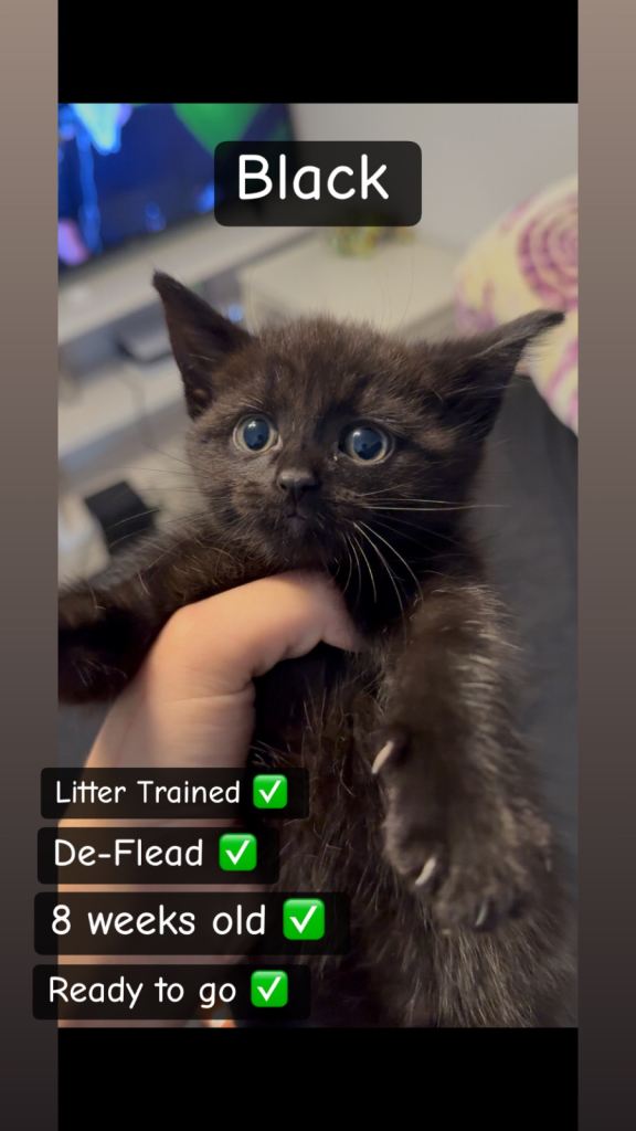 4x KITTENS FOR SALE ✅