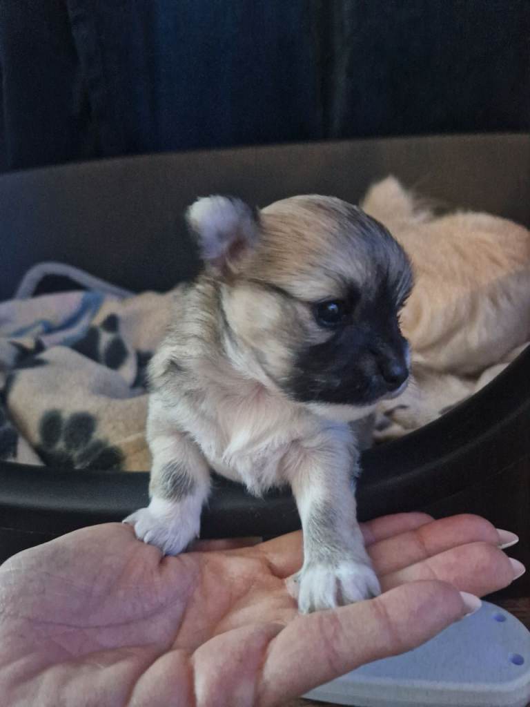 Female chihuahua puppy