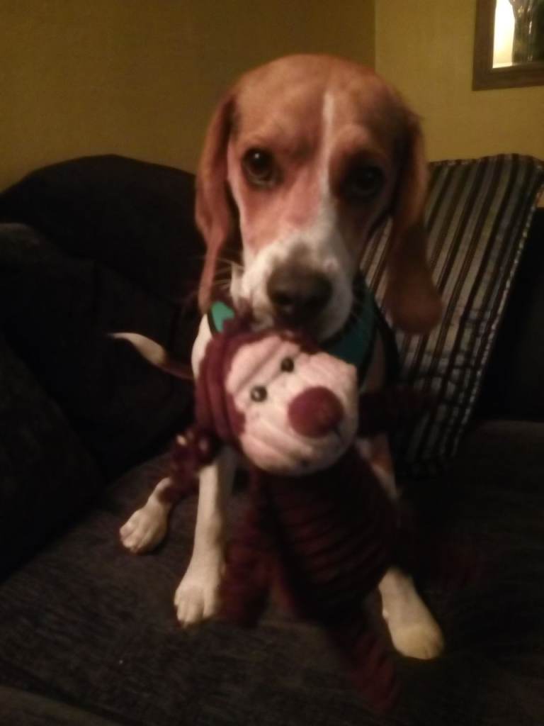 Pedigree beagle 1 years old