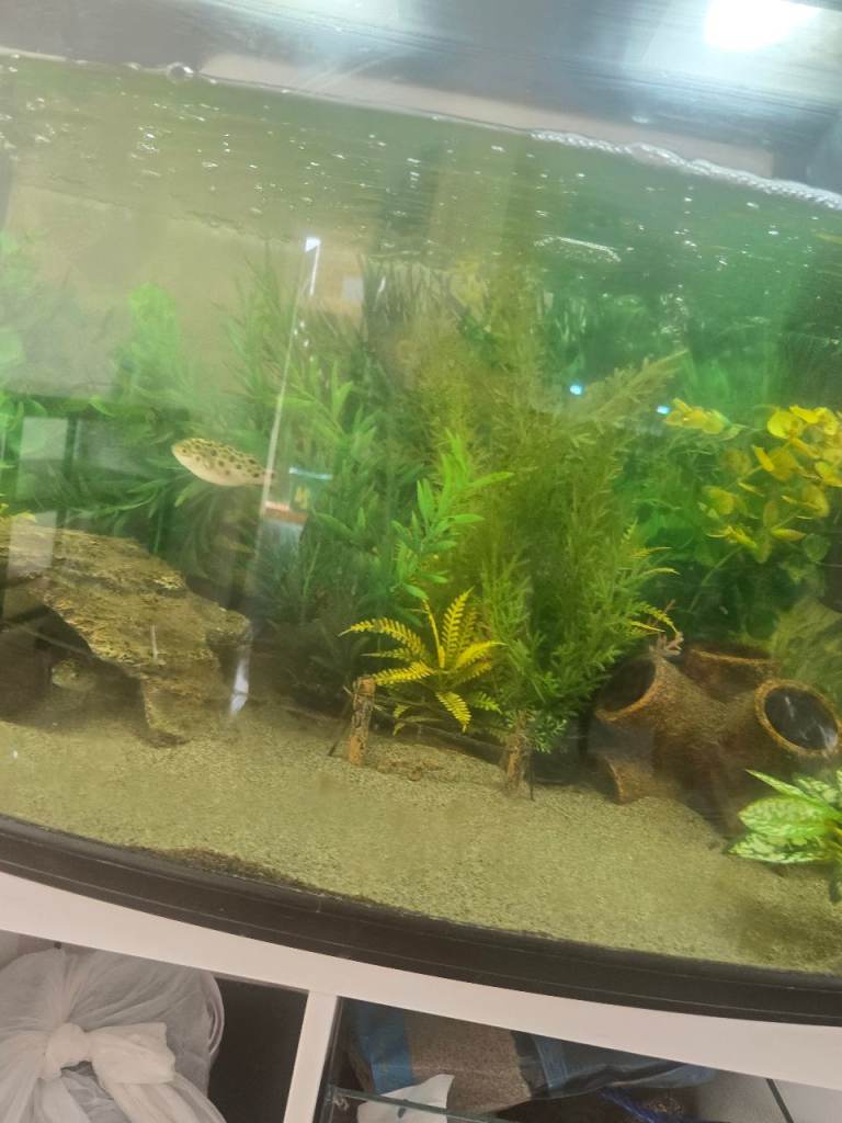 4 green spotted puffers