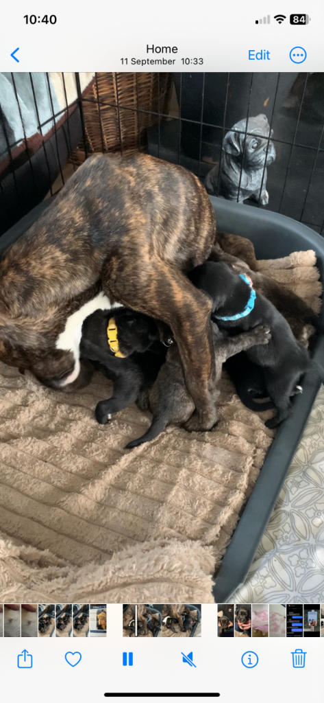 Staffordshire bull terrier x lab pups