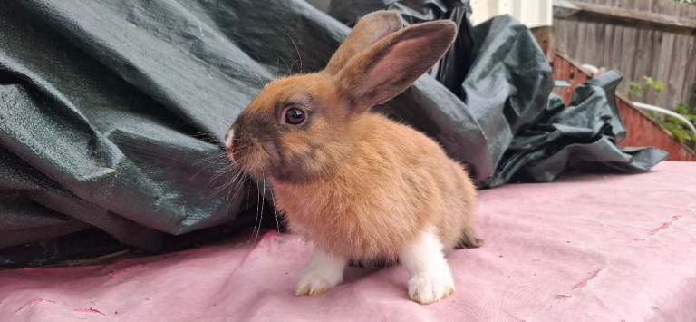 Beautiful mixed breed Rabbit 