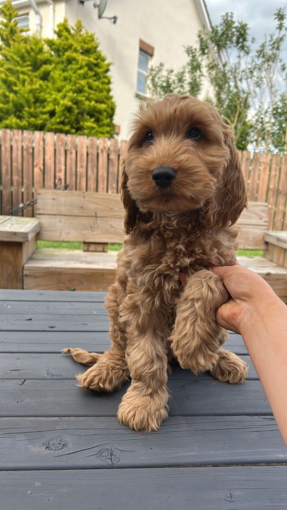 Cockapoo Puppies