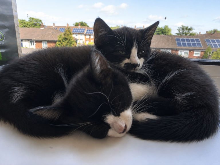 Left two kittens