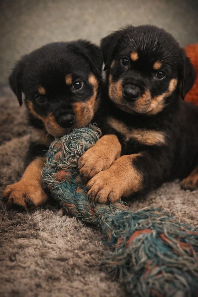 Kc rottweiller puppies 