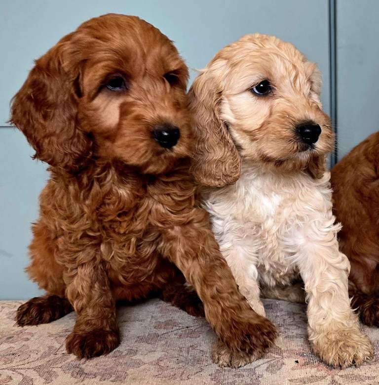 COCKAPOO - £895