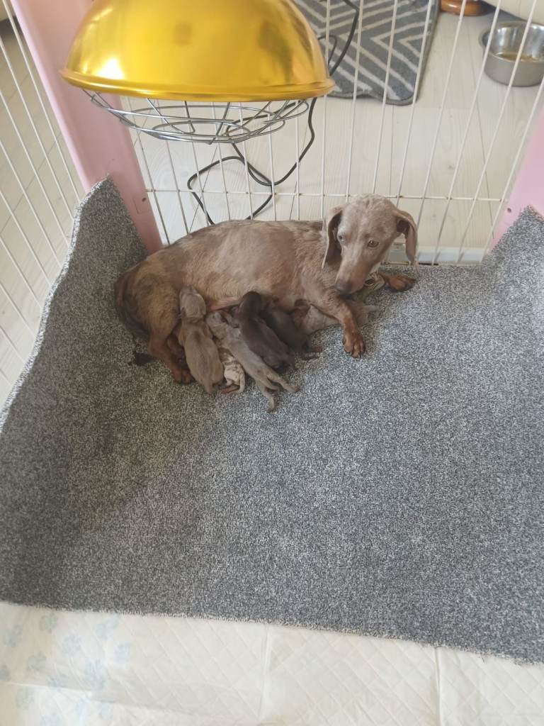 Very small dachsund puppies