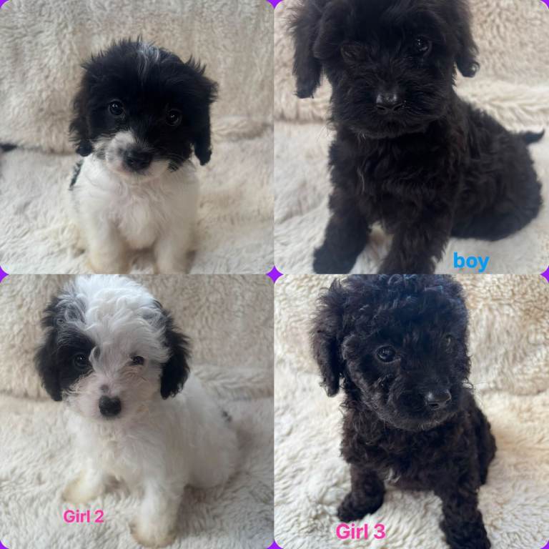 CAVAPOO PUPPYS