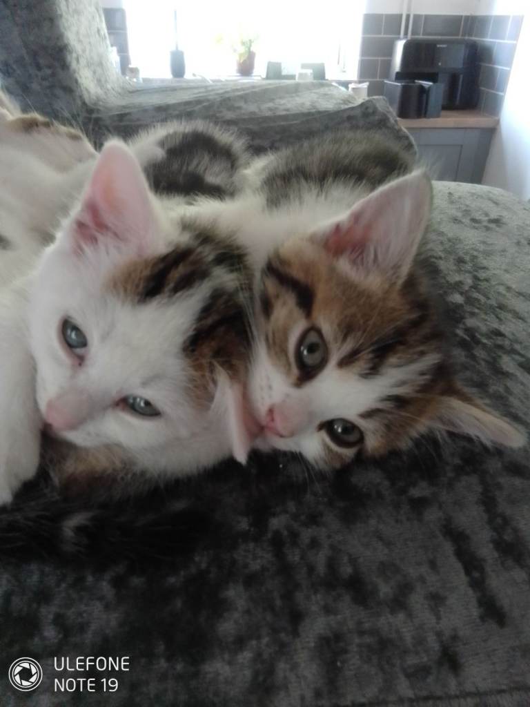 Kittens x3