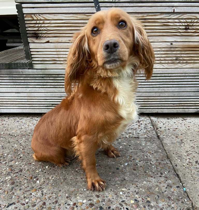 Cocker spaniel puppies 