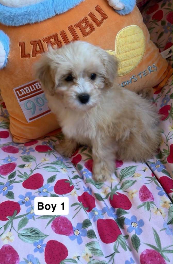 F1 small teddy bear maltipoo puppies