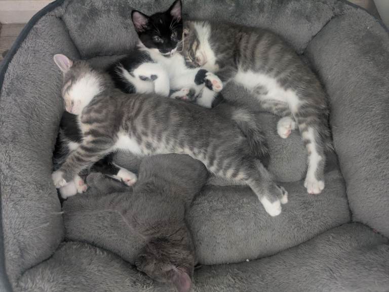 Kittens for sale