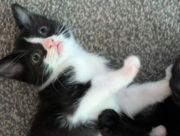 6 Kittens Ready for Their Forever Homes! 🐱 £60 Each