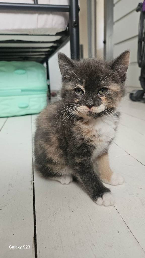 Kittens 
