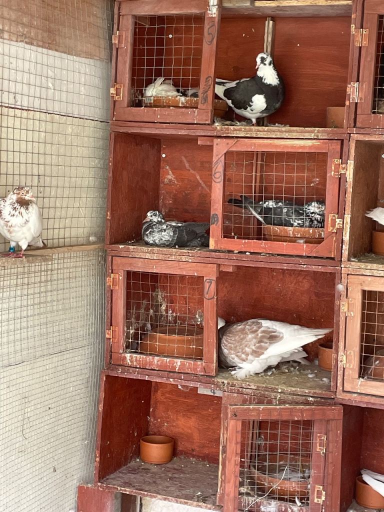 Birds