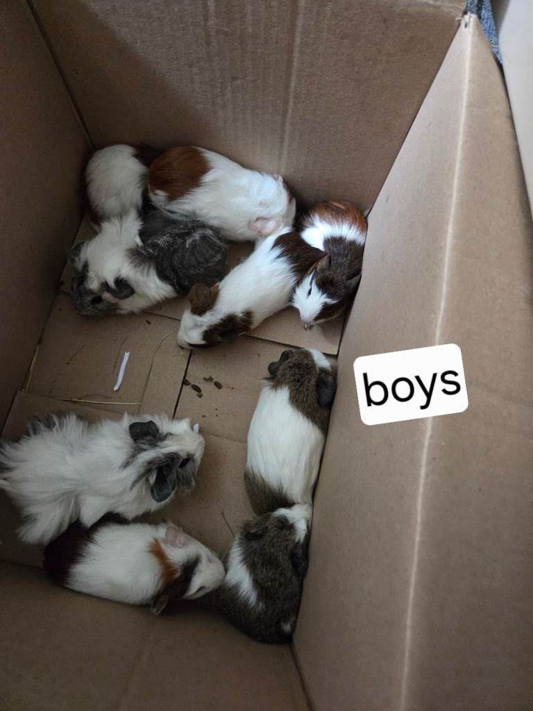 Baby guinea pigs for sale 