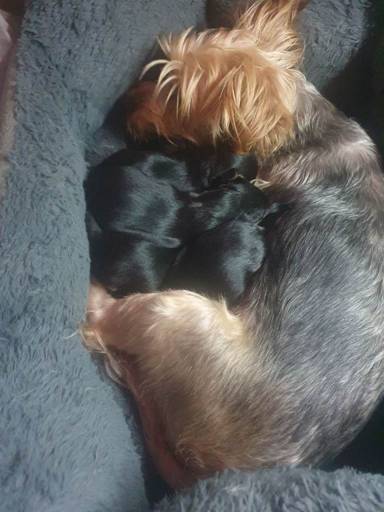 Yorkshire terrier puppies 