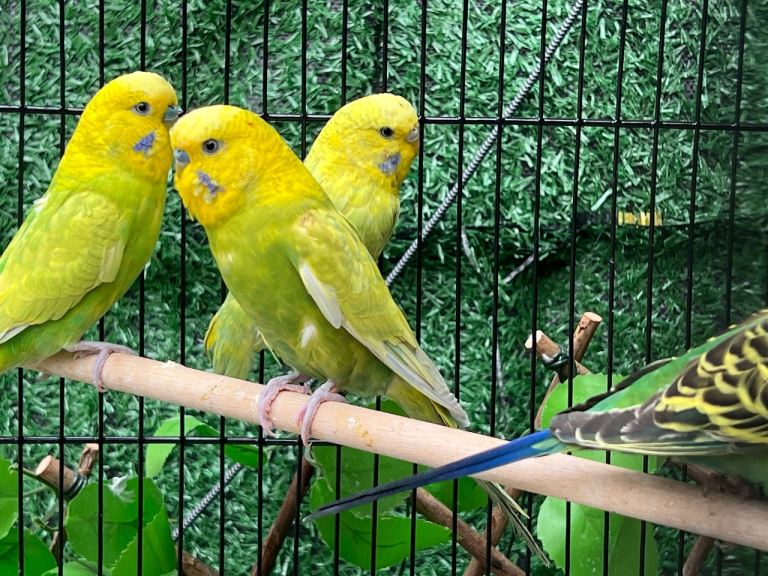Young baby budgies various colours