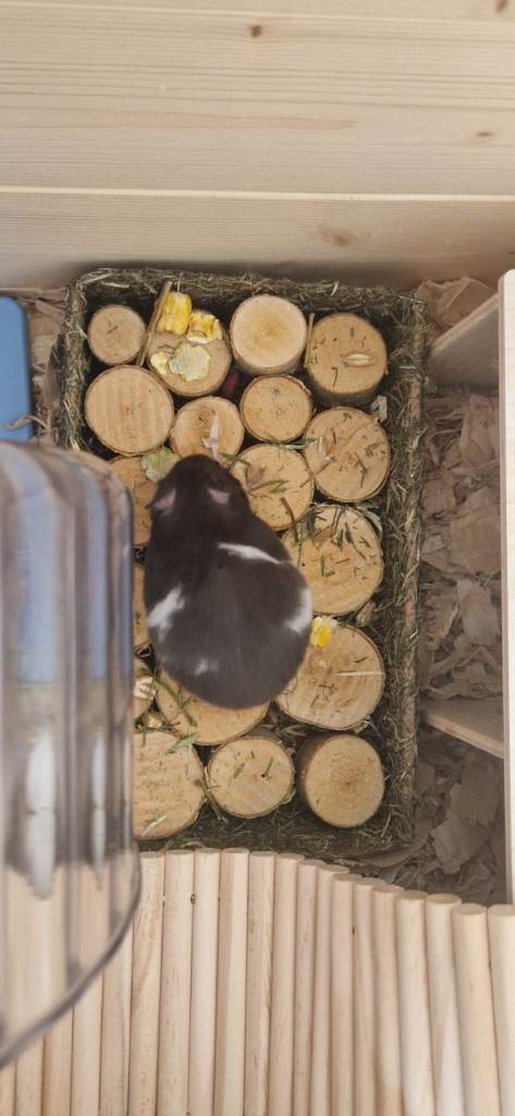 Female syrian hamster