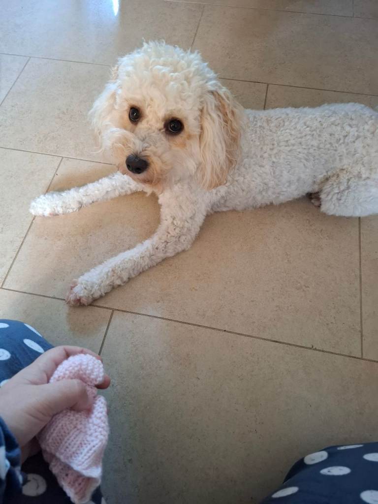 Cockapoo F1B