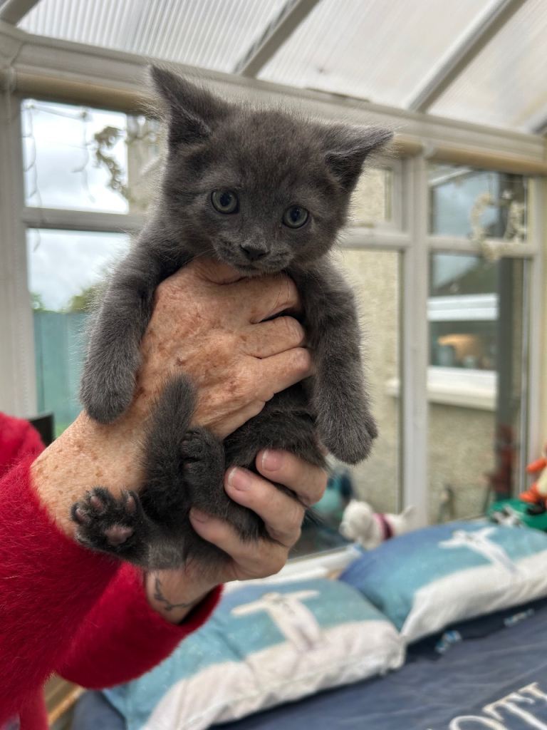 5 Gorgeous Kittens Ready For Their Forever Home