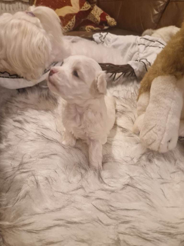 Purebred Maltese baby🫶🏻