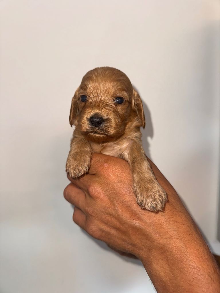 Cockapoo Puppys