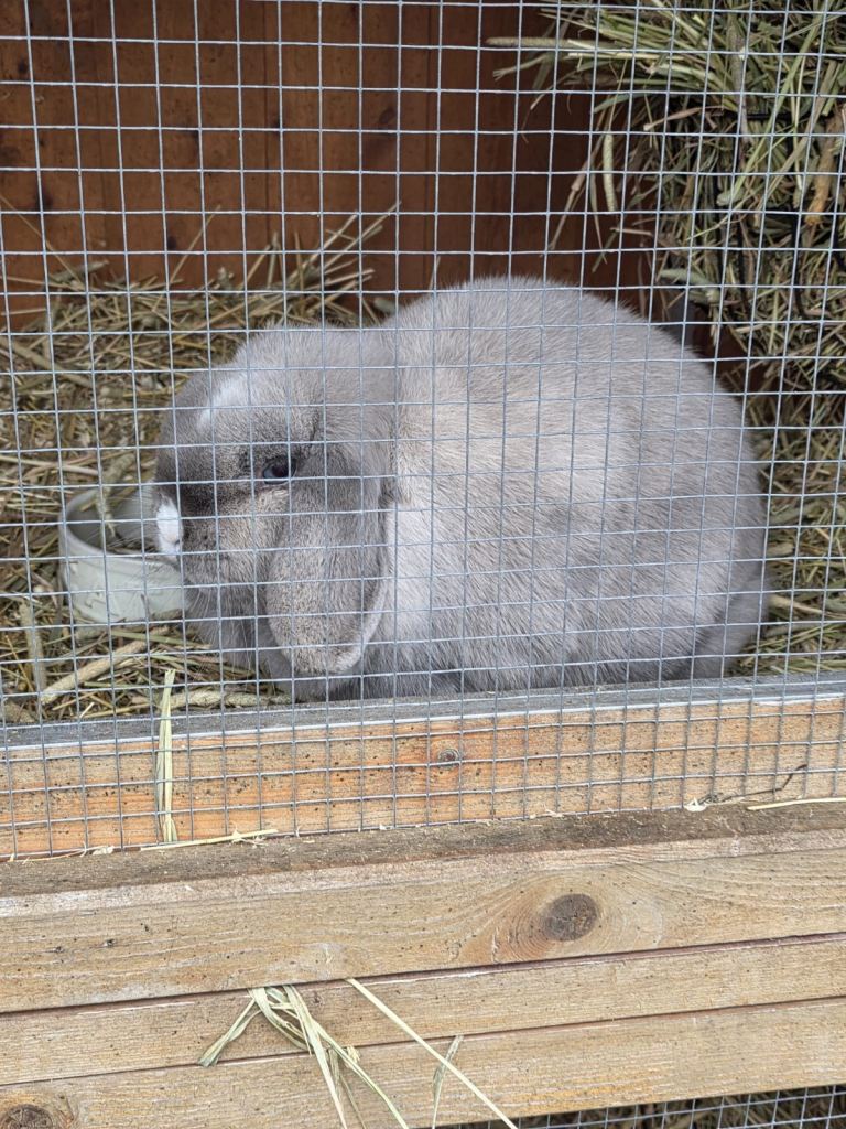 Mini Loops - ready to go 