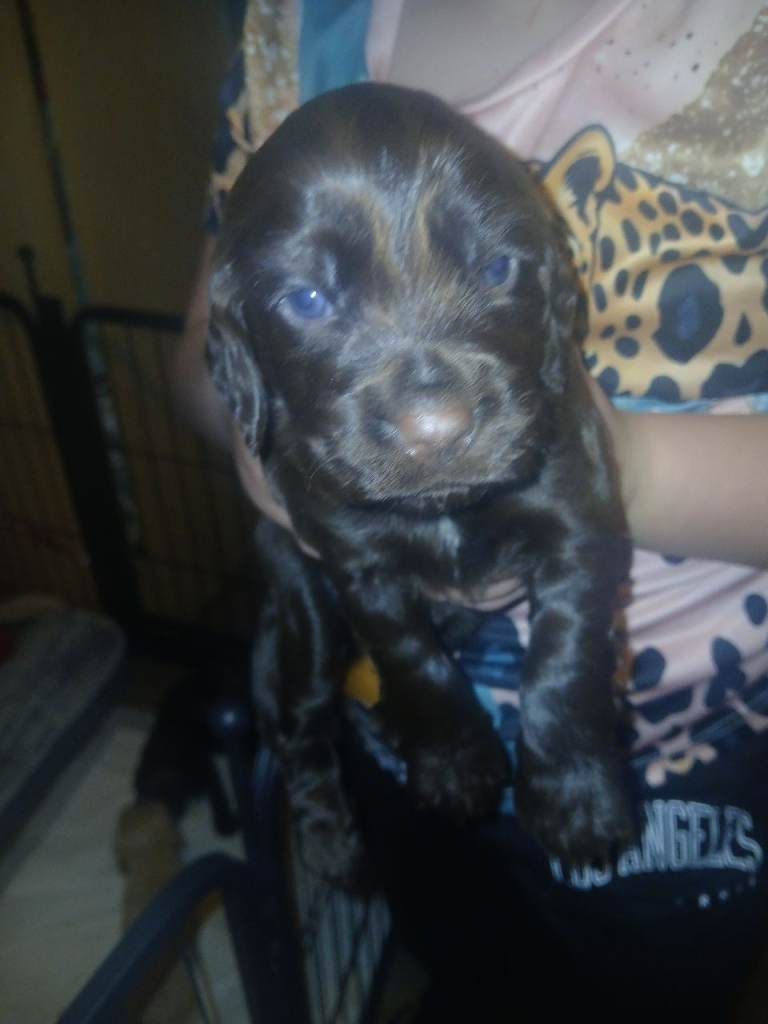 Cocker spaniel pippies for sale