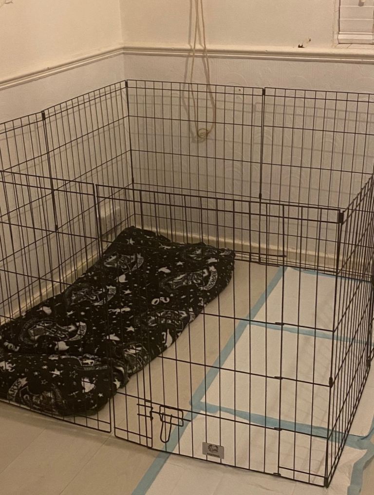 Animal pen 