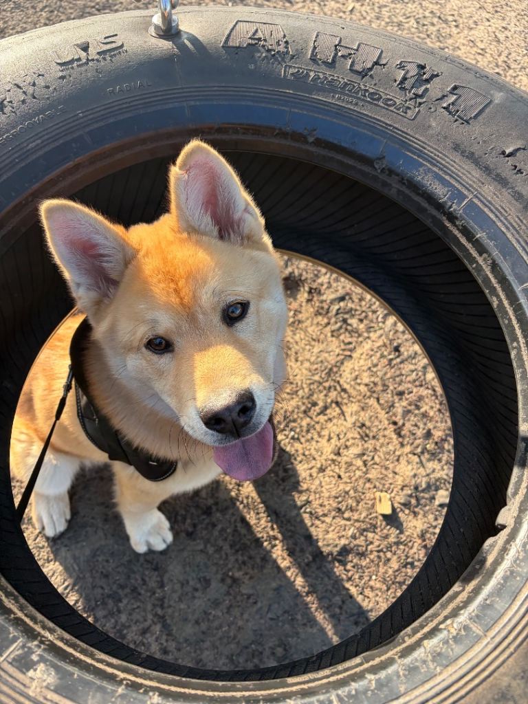 7 month old husky x Chow Chow puppy