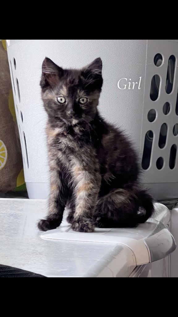 3 female kittens available 