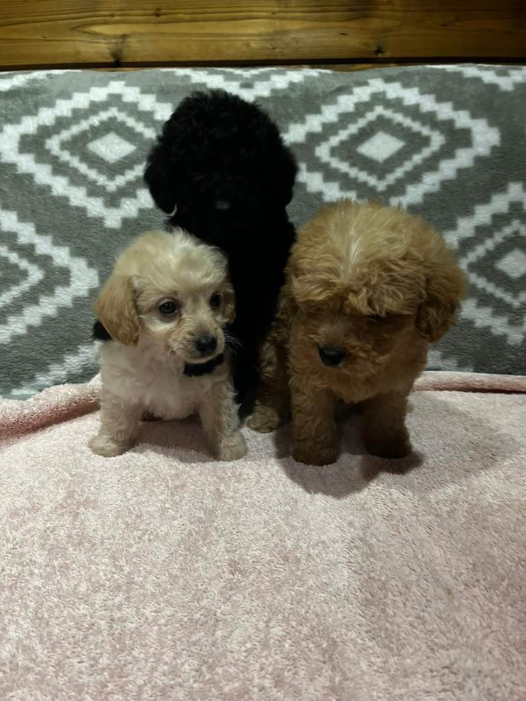 Stunning F1b cockapoo puppies 