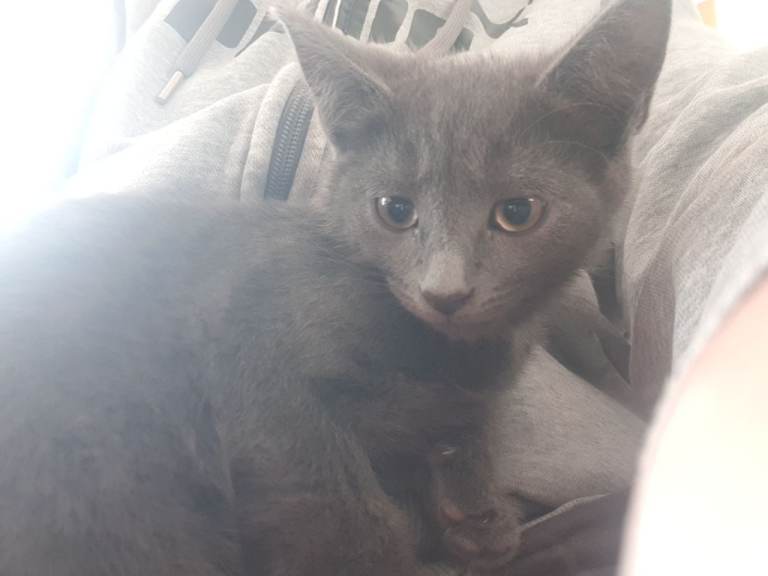 Russian blue female kitten 