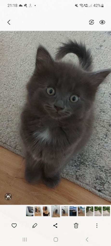 Beautiful fluffy kittens