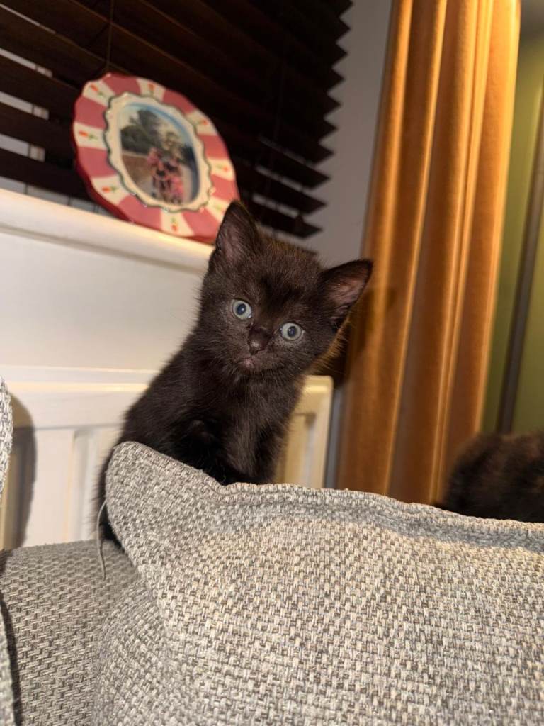  3 female kittnens for sale £50 each