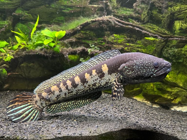 Cobra snakehead 