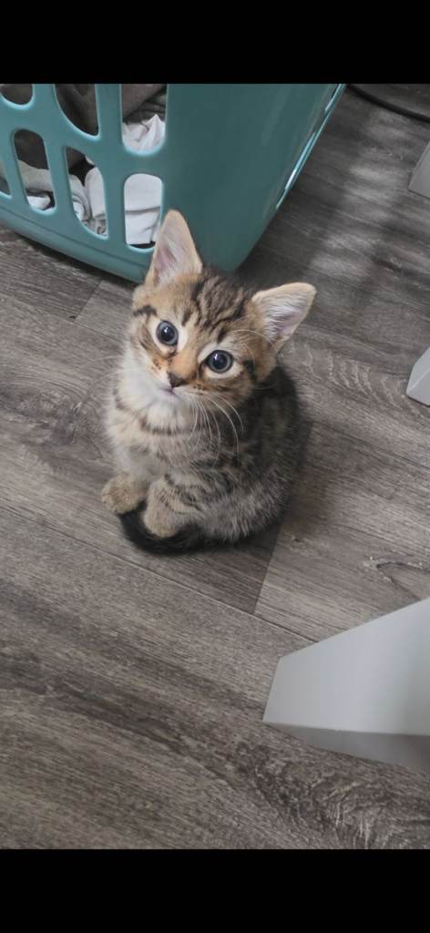 Tabby kitten for sale