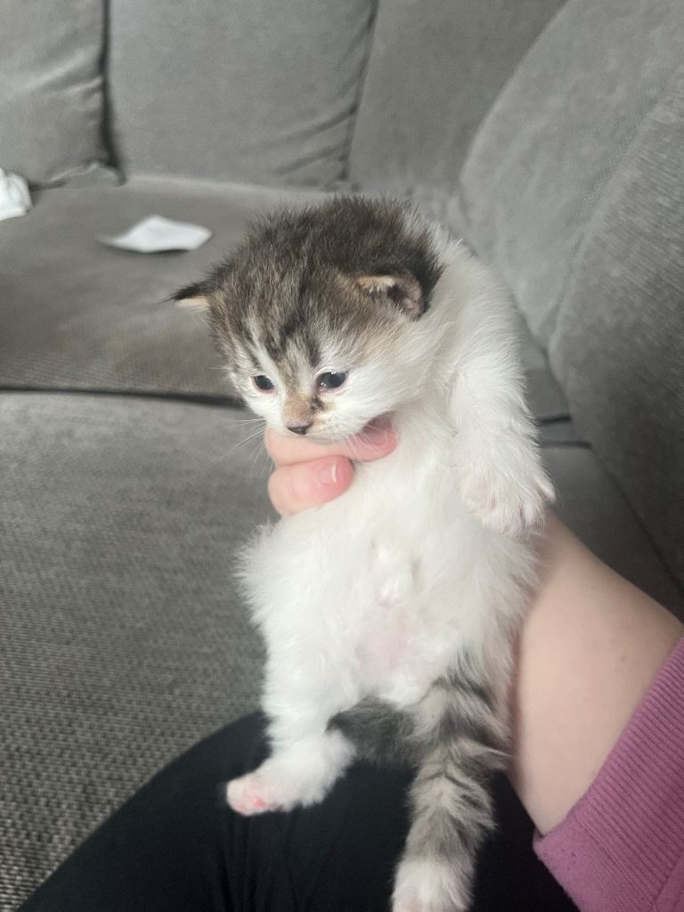 2 female kittens 