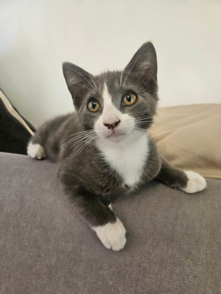 😍🤩🥰Grey SWEET GIRL🐈‍⬛