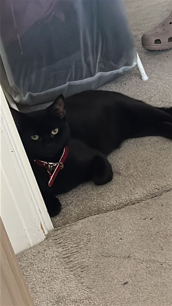 1 year old cat available in bradford 