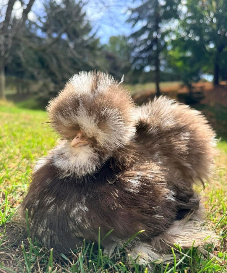 USA Silkie and pekin bantams 