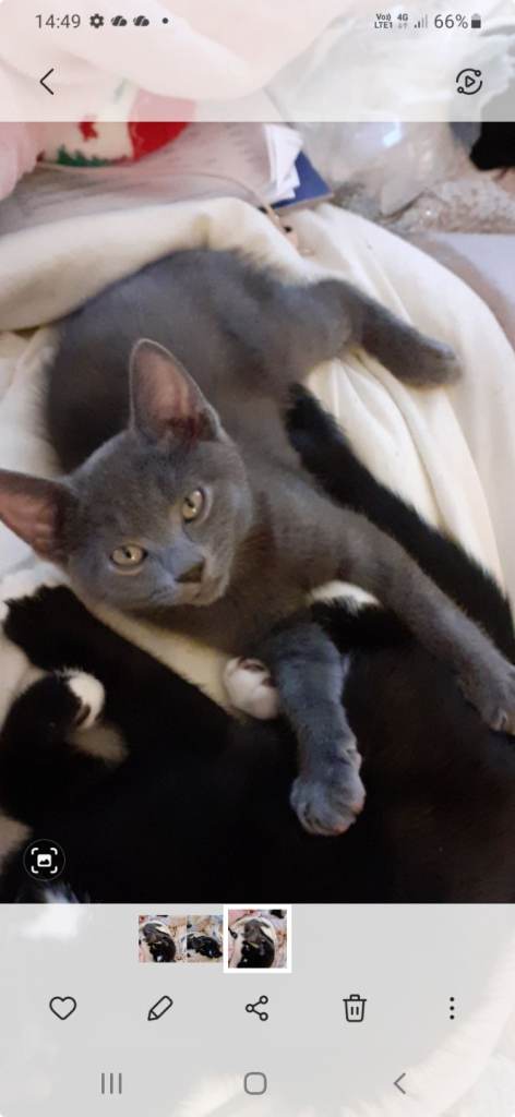 Gorgeous kittens ready to go