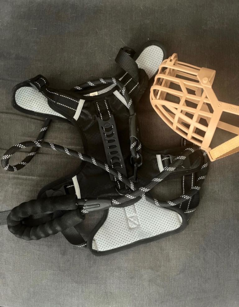 Extra large dog harness with lead and muzzle