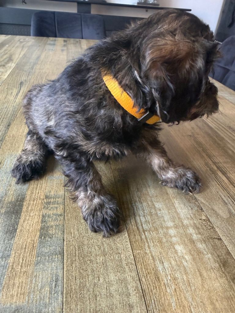  Beautiful health tested Cockapoo puppies 