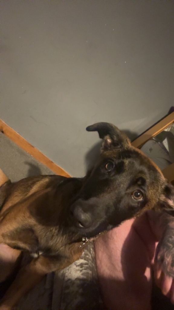 Belgian Malinois Female puppy 