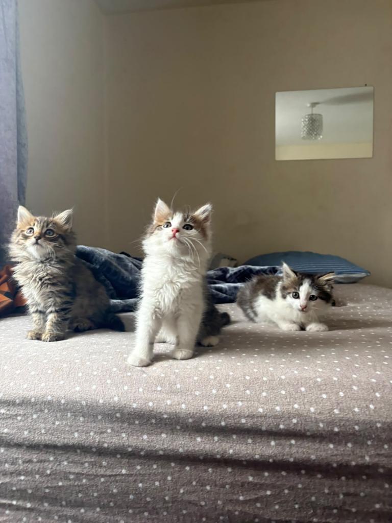 Fluffy kittens for lovely home 