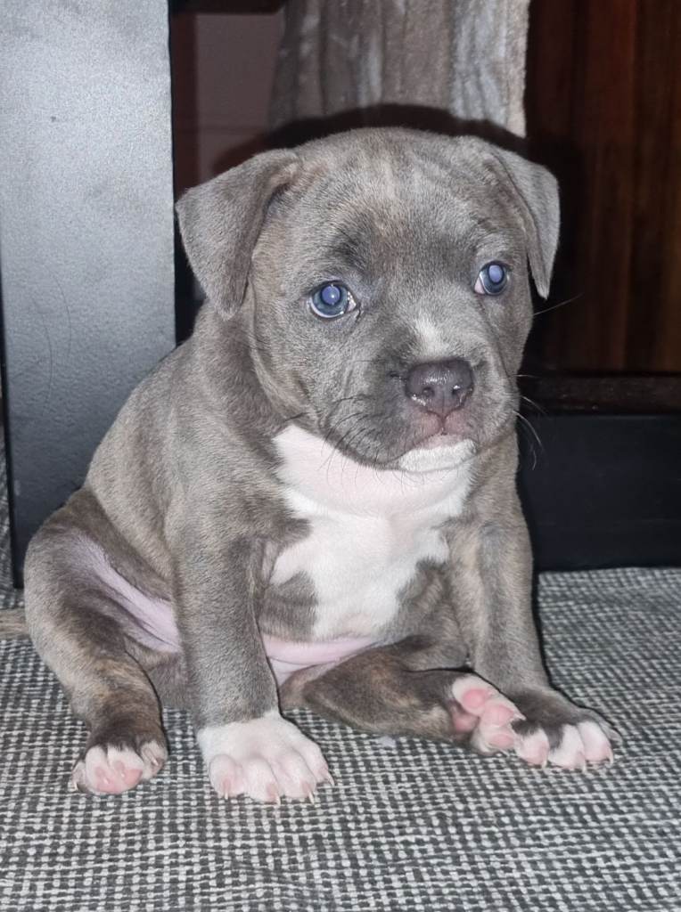 Singleton blue female staffy pup for sale