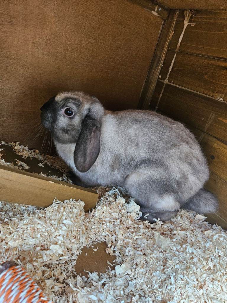 Mini Lop Rabbit & Hutch