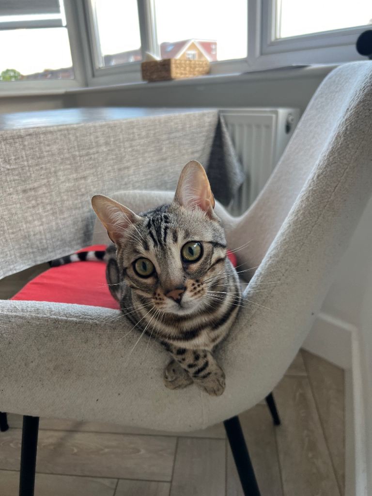Silver bengal 